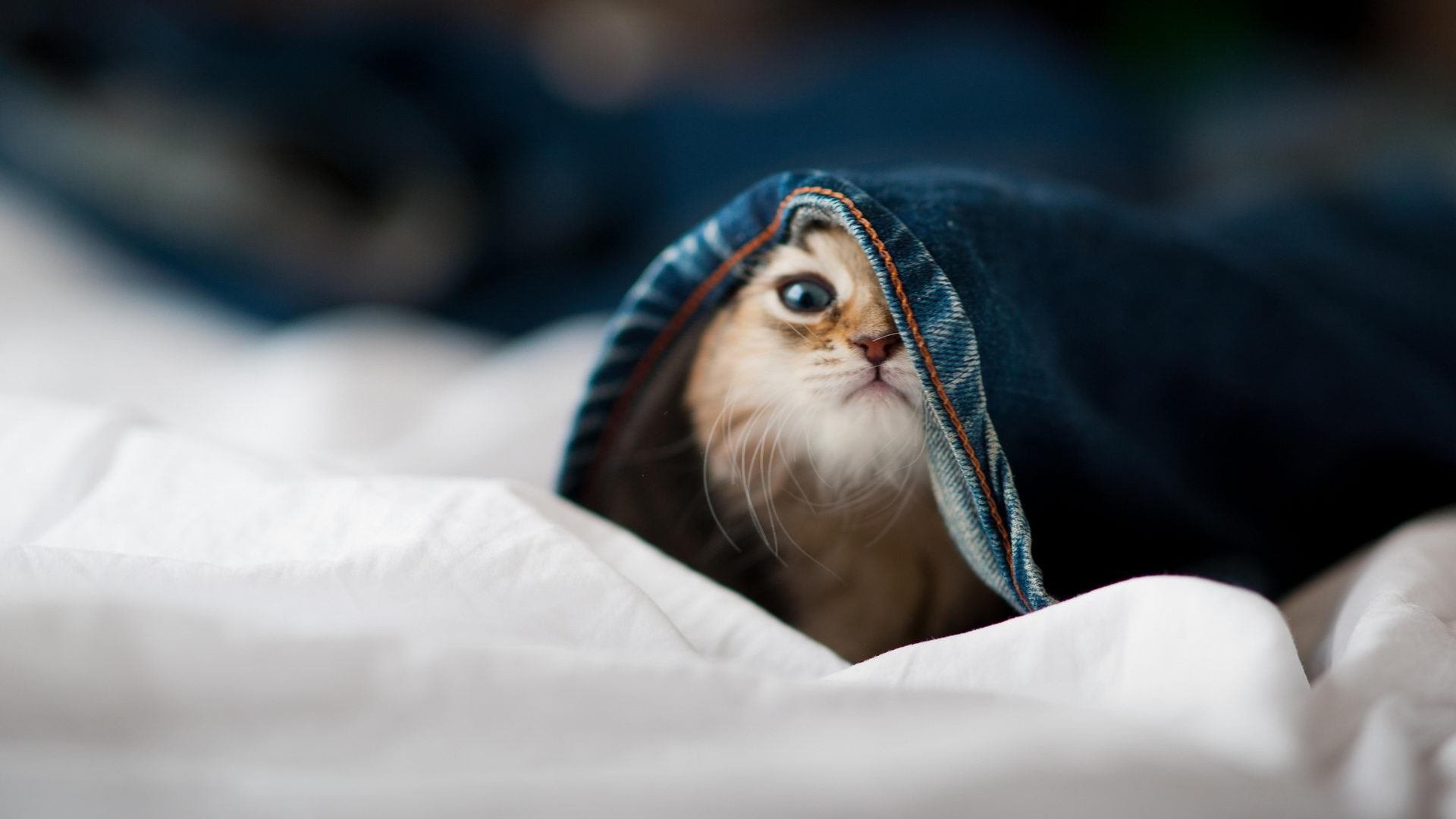 草根逆袭！步行者掀翻独行侠，英格拉姆一剑封喉定江山